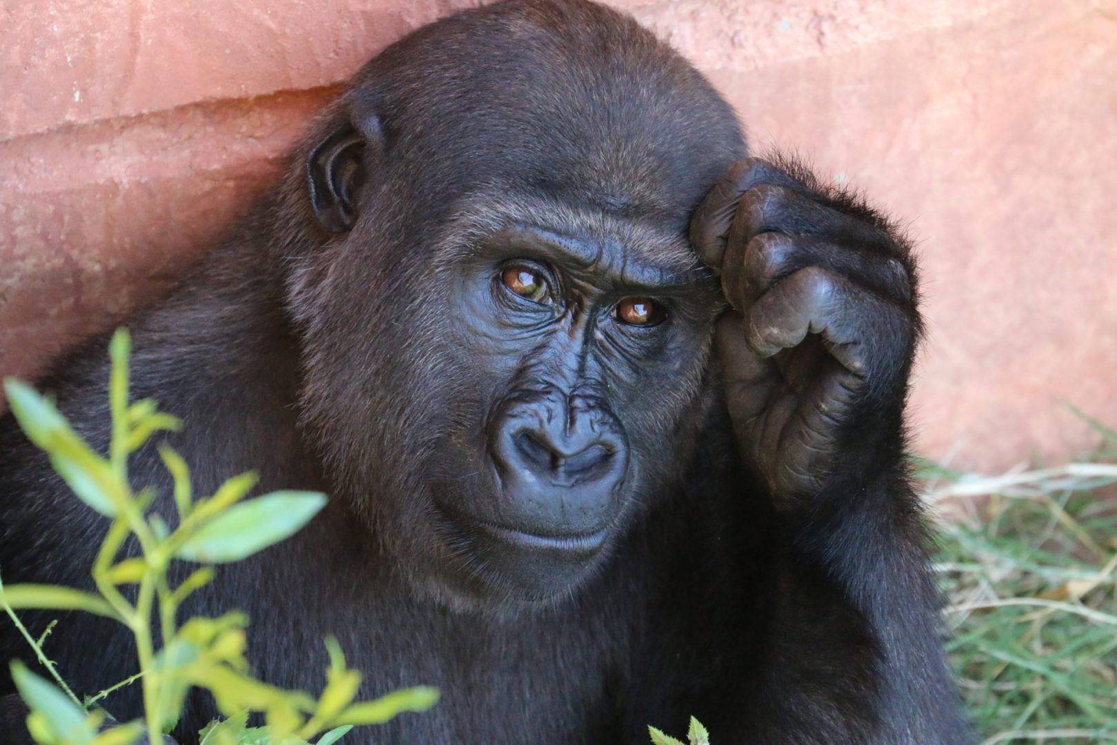 A photograph of a Gorilla